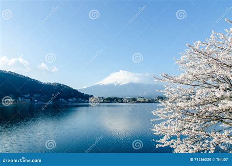 Fuji San With Cherry Blossoms At Kawaguchiko Lake Japan Stock Photo