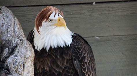 15 Bald Eagles Wearing Wigs Bald Eagle How To Wear A Wig Eagles
