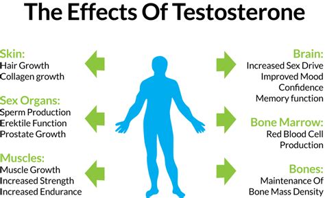 All About Testosterone Get The Edge Through Diet And Exercise