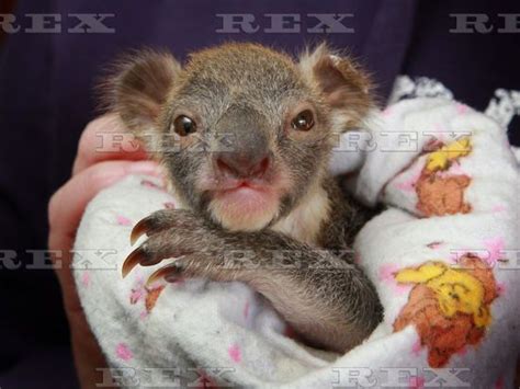 A Baby Koala Is Being Held By Someone