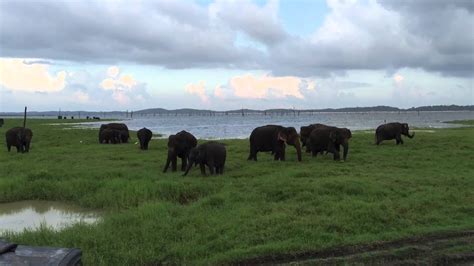 The Gathering Of Elephants Kaudulla National Park Sri Lanka Youtube
