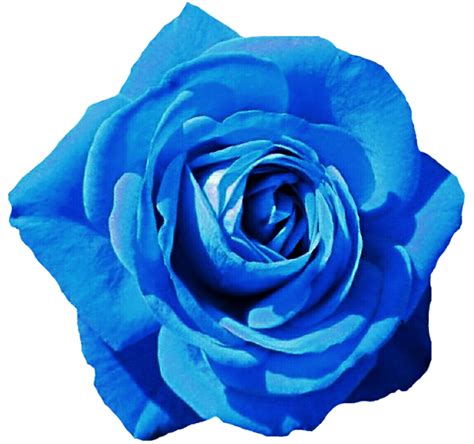Sky blue botanical floral seamless pattern with striped background. Sky Blue Rose by jeanicebartzen27 on DeviantArt