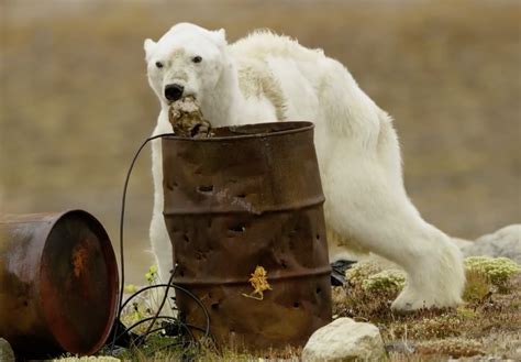 Viral Video Of Starving Polar Bear Likely The Product Of Climate Change