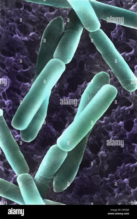 Bacillus Subtilis Stock Photo Alamy