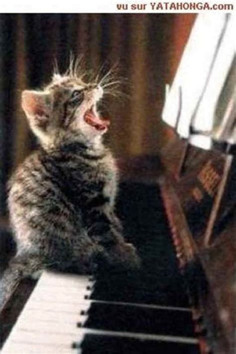Singing Kitty - From Animals in Print 19 March 2006 Issue - A Newsletter concerned with ...
