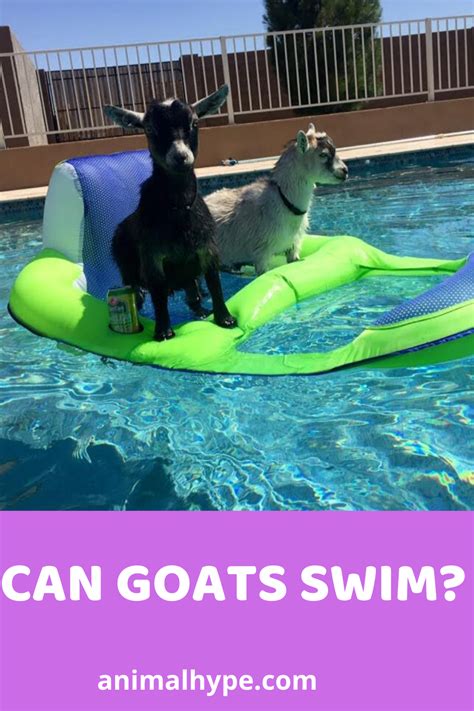 They're active, highly intelligent animals, and while modern. Can Goats Swim? in 2020 | Animals, Pet goat, Goats
