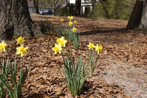 Beautiful Daffodils In Bloom Gardening In The Panhandle