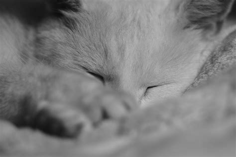 Free Images Black And White Kitten Rest Close Up Pets Nose