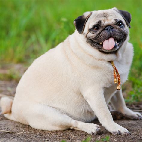 He is so fat that he is shaped like a round ball but has very stubby limbs. 5 Warning Signs That Your Dog Is Obese and Needs a Change