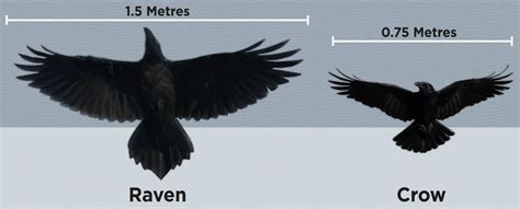 Hinterland Whos Who Common Raven