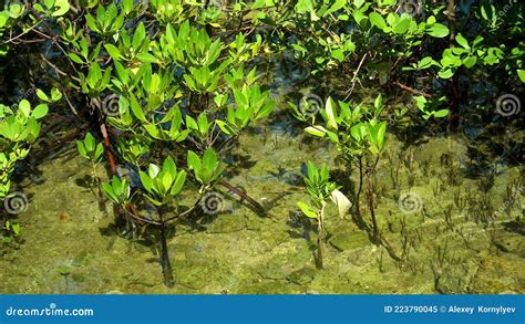 Green Mangroves Bohol Philippines Stock Image Image Of Scenic