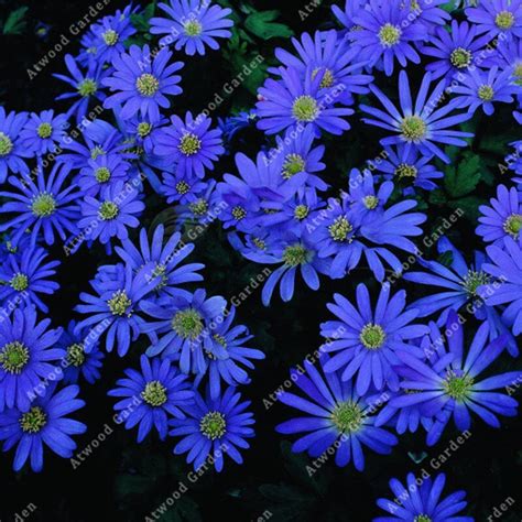 100pcs Blue Daisy Flower Seeds Easiest Growing Flower Hardy Plants