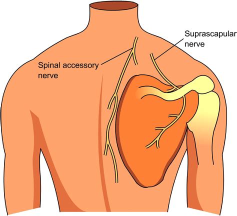 Posterior Approach For Both Spinal Accessory Nerve To Suprascapular