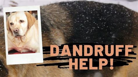 Dog Dandruff 5 New Remedies Dog Dandruff Dandruff Causes Dandruff