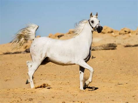 16 Arab Horse Inherent The Best And Purest Horse Breeds In The World
