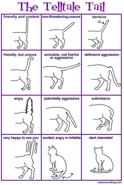 What Is Your Cats Tail Telling You Leesville Animal Hospital