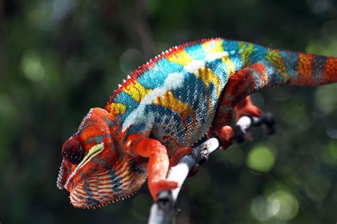 Ambilobe Panther Chameleons For Sale Chromatic Chameleons