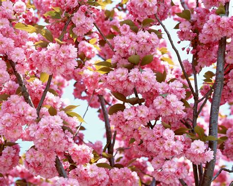 Wallpaper Food Branch Fruit Blossoms Cherry Blossom Spring