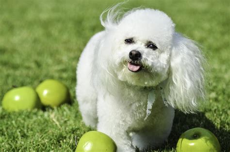 How Many Puppies Do Bichon Frises Have Calculator For Predicting