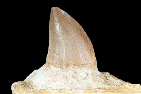 27 Fossil Mosasaur Prognathodon Jaw Section With Tooth Morocco 116983 For Sale