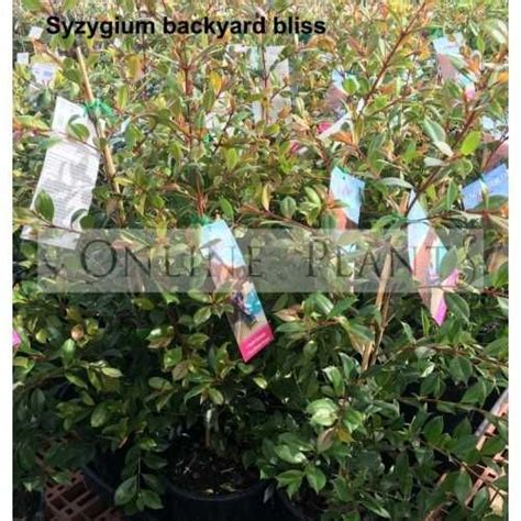 Syzygium Backyard Bliss Lilly Pilly Is A Great Australian Evergreen