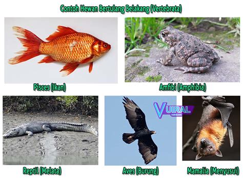 Pengertian, Ciri Ciri, Klasifikasi Dan Contoh Hewan Vertebrata - Vuiral