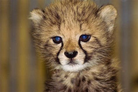 A Baby Cheetah The Cutest Animal Alive Aww