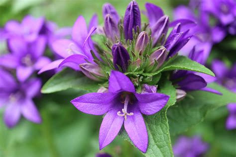 Purple Bell Flowers Campanula Glomerata Photograph By Snezana Petrovic