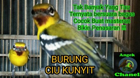 Burung Ciu Kunyit Bersuara Merdu Masteran Top Youtube