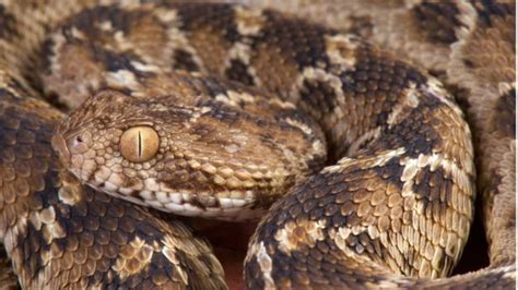 More Than One Million Died Of Snake Bites In India Bbc News