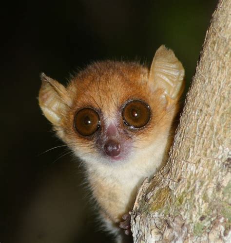 Fakta Berthes Mouse Lemur Primata Mungil Madagaskar