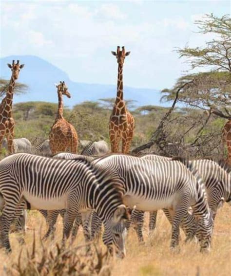 5 Days Kenya Safari From Nairobi Aberdares Nakuru And Mara Safari