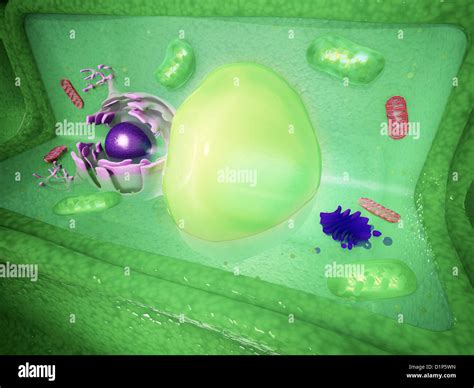 Plant Cell Hi Res Stock Photography And Images Alamy