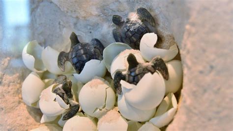 Florida Men Sentenced For Poaching 93 Sea Turtle Eggs Wsoc Tv