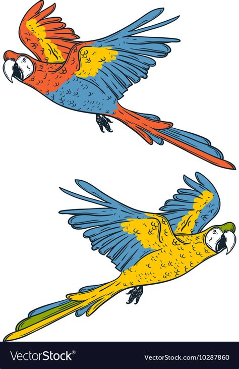 Macaw Parrots Royalty Free Vector Image Vectorstock
