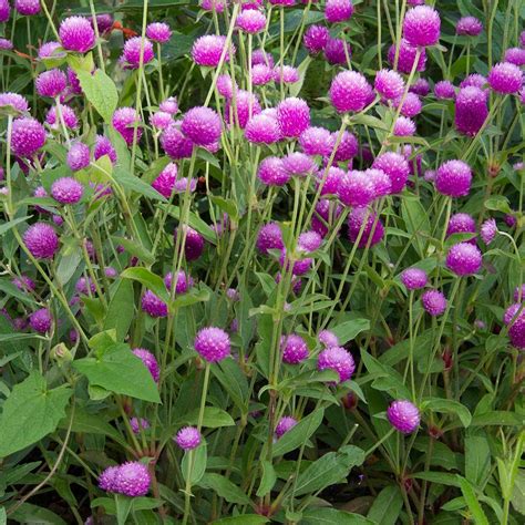 Gomphrena Globosa Ping Pong Lavender Colorful Garden