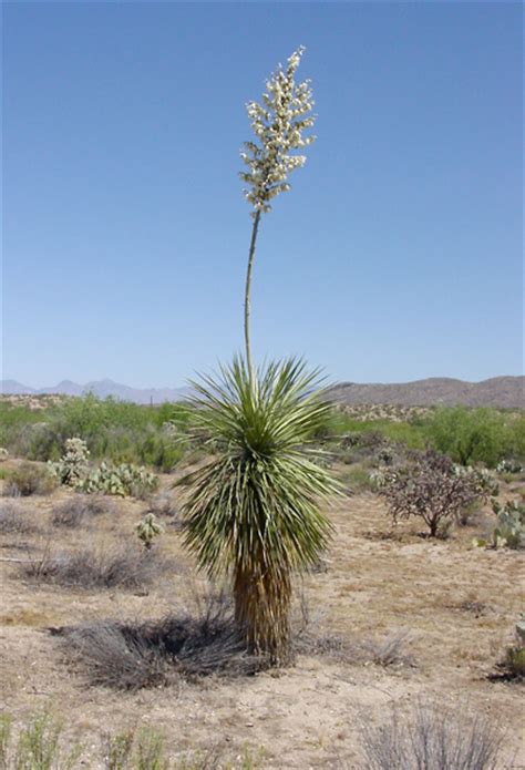 Yucca Elata Soaptree Yucca Southeastern Arizona Wildflowers And Plants