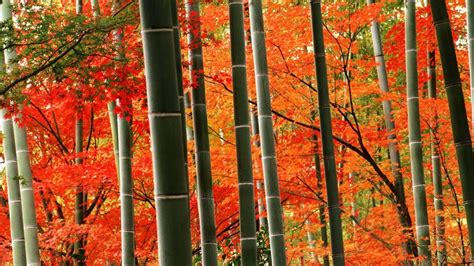 Red Bamboo Bing Wallpaper Download