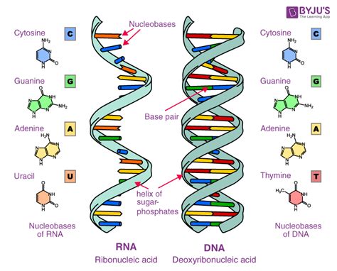 Nucleic Acids Definition Examples And Functions Of Nucleic Acids