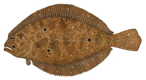 넙치bastard Halibut Paralichthys Olivaceus Temminck And Schlegel 1846