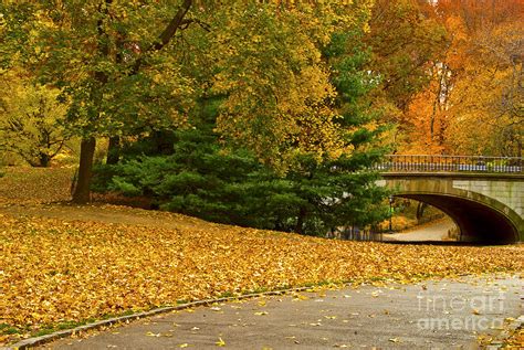 Fall In Central Park New York City Photograph By Sabine Jacobs