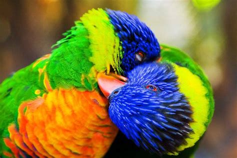 Amazing World And Fun Beautiful Colorful Birds Nature