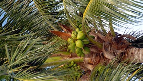 Different Types Of Palm Trees In Florida Garden Guides