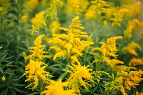 Types Of Yellow Perennial Flowers The 19 Best Perennials For Late
