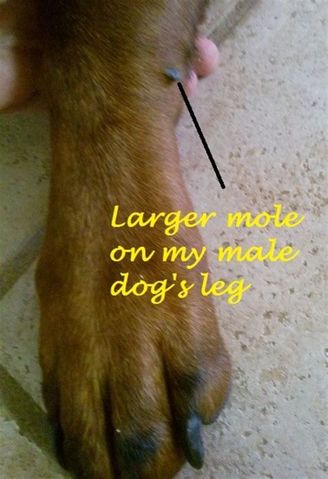 What Is That Black Mole On My Dogs Leg Pethelpful