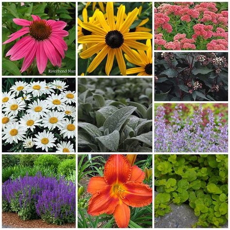 18 Perfect Perennials For Growing In Zones 6b7a