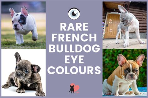 Identify Treat And Prevent French Bulldog Eye Problems