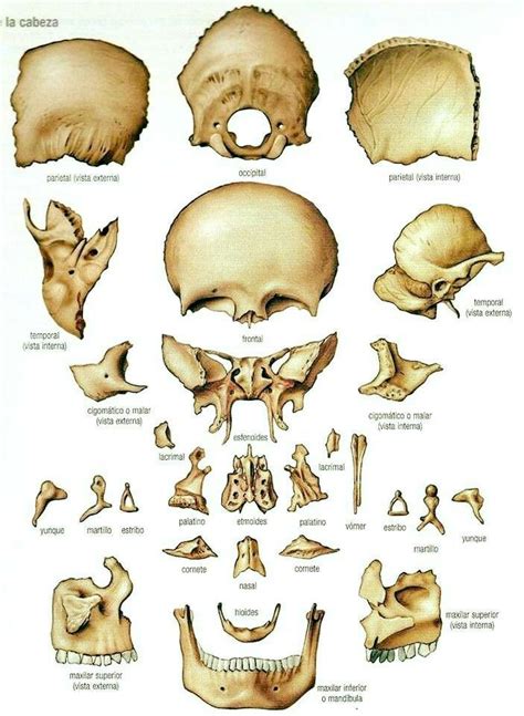 Pin De Amy Izquierdo En Odontología Anatomía Del Esqueleto Humano