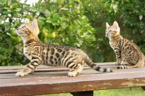 We specialize in brown leopard spotted bengals but also carry snow and silver genes. Bengal & Savannah Kittens for Sale | Houston, Texas ...