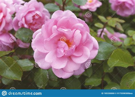 Blooming Garden Roses Pink Flower Close Up Summer Time Stock Photo